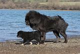 DOGUE DU TIBET 136